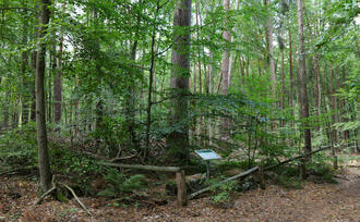 Lehrpfad Lähnwitz - Schwedenkiefer