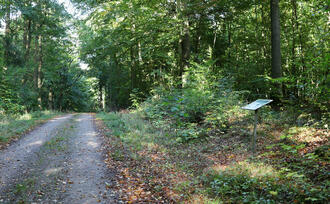 Lehrpfad Lähnwitz - Waldbilder im Wandel