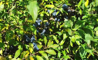 Lehrpfad Lähnwitz - Schlehen