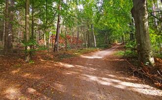 Lehrpfad Lähnwitz - Waldweg