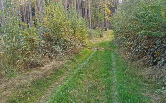 Lehrpfad Lähnwitz - Weg