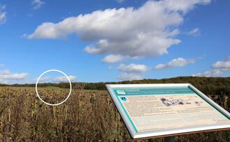 Lehrpfad Lähnwitz - Hügelgrab