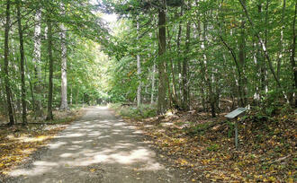 Lehrpfad Lähnwitz - Waldweg
