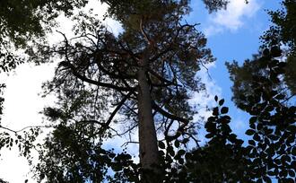 Lehrpfad Lähnwitz - Schwedenkiefer