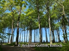 Gespensterwald Nienhagen an der Ostsee