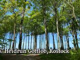 Der Gespensterwald an der Steilküste Nienhagens
