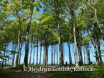 Gespensterwald Nienhagen an der Ostsee