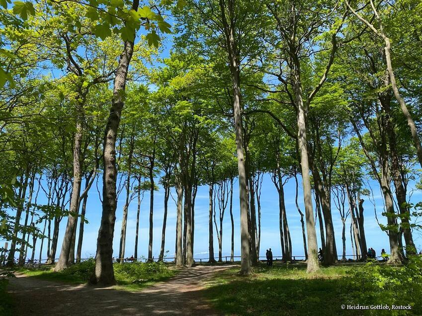 Der Gespensterwald an der Steilküste Nienhagens