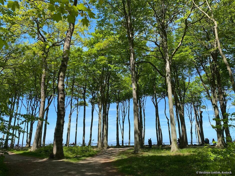 Der Gespensterwald an der Steilküste Nienhagens