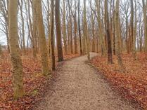  Naturerlebnisweg Küstenwald Rerik im Januar
