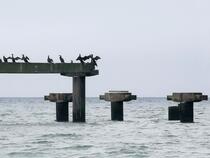 Seebrücke Rerik - Kormorane (Januar 2025)