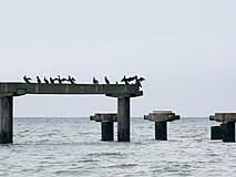 Seebrücke Rerik - Kormorane (Januar 2025)