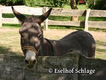 Eselhof Schlage e.V.