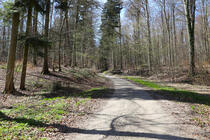 Boitiner Steintanz - Waldweg