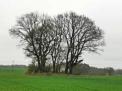zerstörtes Großsteingrab bei Tessin - Bauminsel 
