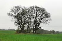 Großsteingrab Tessin