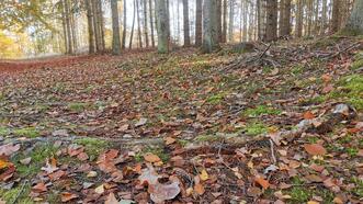 Waldlehrpfad Borkower See - Wege