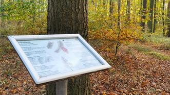 Waldlehrpfad Borkower See - Douglasie