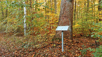Waldlehrpfad Borkower See - Lärche