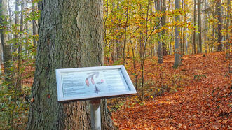 Waldlehrpfad Borkower See - Fichte