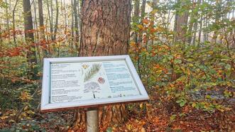 Waldlehrpfad Borkower See - Kiefer