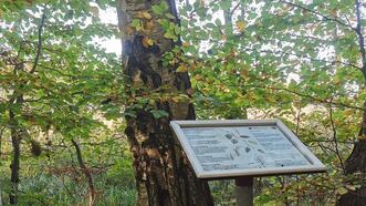 Waldlehrpfad Borkower See - Hängebirke