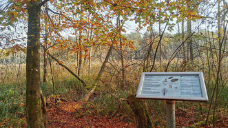 Waldlehrpfad Borkower See - Grauerle