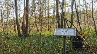 Waldlehrpfad Borkower See - Zitterpappel