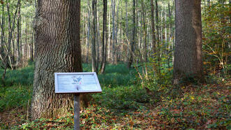 Waldlehrpfad Borkower See - Stieleiche