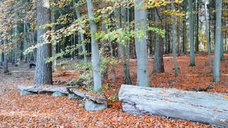 Waldlehrpfad Borkower See - Bänke
