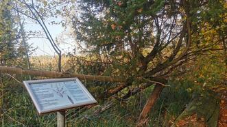 Waldlehrpfad Borkower See - Gemeiner Wacholder