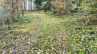 Waldlehrpfad Borkower See - Wege