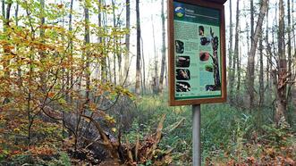 Waldlehrpfad Borkower See - Totholz