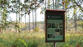 Waldlehrpfad Borkower See - Großseggen Erlenbruch