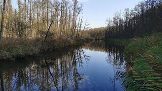 Waldlehrpfad Borkower See - Mildenitz