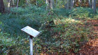 Waldlehrpfad Borkower See - Schwarzerle