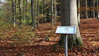 Waldlehrpfad Borkower See - Rotbuche