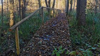 Waldlehrpfad Borkower See - Holzsteg