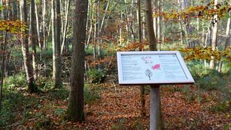 Waldlehrpfad Borkower See - Eberesche