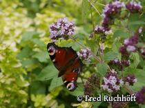 Natur-Museum Goldberg - Bauerngarten