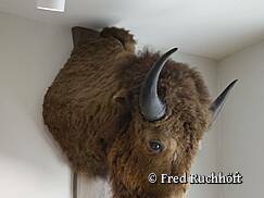 Natur-Museum Goldberg - Schädel eines Auerochsen