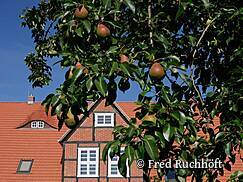 Natur-Museum Goldberg - Streuobstwiese