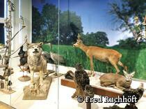 Natur-Museum Goldberg - Tierpräparate im Obergeschoss