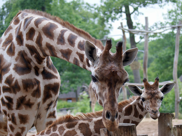 Zoo Schwerin - Giraffen