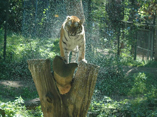 Zoo Schwerin - Tiger