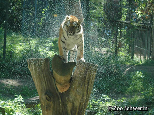 Zoo Schwerin - Tiger