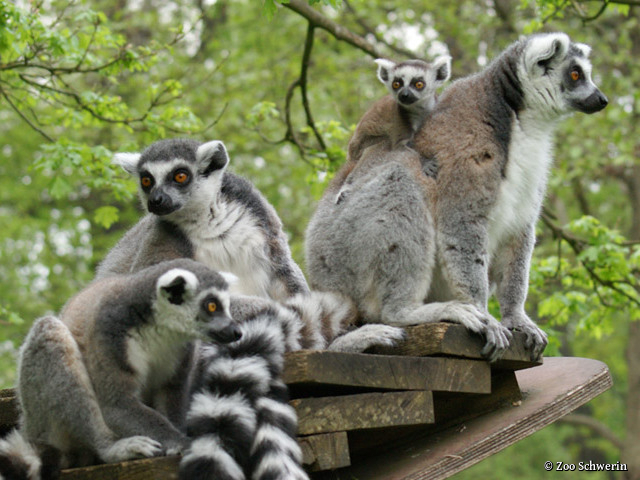 Zoo Schwerin - Kattas