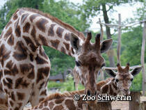Zoologischer Garten Schwerin - Schweriner ZOO