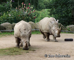 Zoo Schwerin - Nashorn