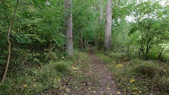 Naturlehrpfad in den Quetziener Tannen in Plau am See - Waldweg